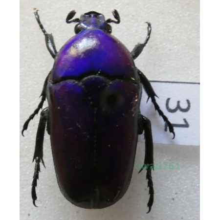 Chlorocala africana oertzeni Kolbe, 1895 ex. ovo Tanzania31